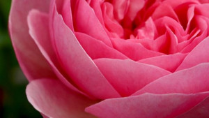 Производителите на рози се радват на богата реколта