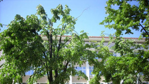Успяха да изгонят враните пред общината