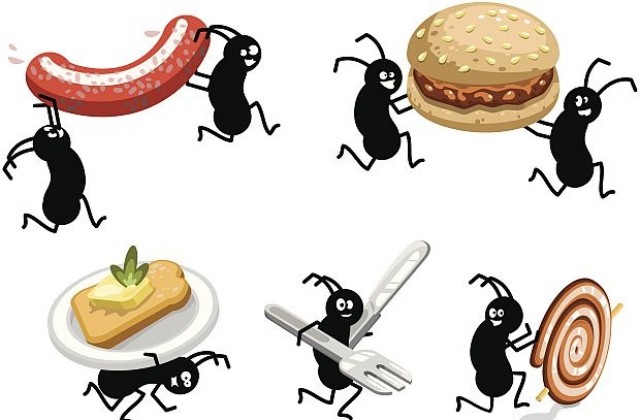 Търсачката за храна на гладните мравки е по-добра от Google