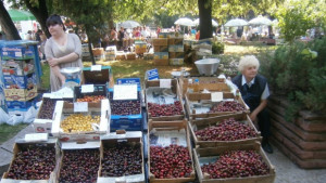 Определят местата за изкупуване на череши