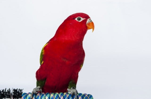 Властите в Бразилия предупреждават: Не си купувайте папагал или игуана