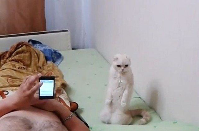 Клип с руска котка патриот стана хит в интернет (ВИДЕО)