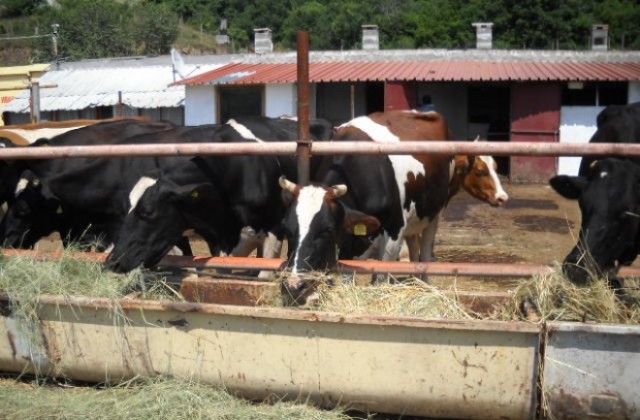 Показват 200 елитни говеда на изложение на Сливенски минерални бани
