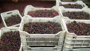 Изкупуването на ранни череши започна с цена от 60 ст