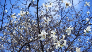 48годишна жена крала дръвчета засадени от деца в училище