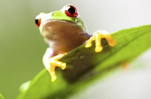 Биолози откриха жаба-грънчар