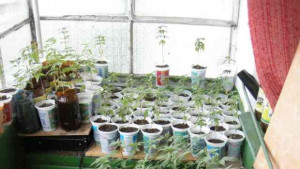 Домашна оранжерия за канабис разкриха габровски криминалисти