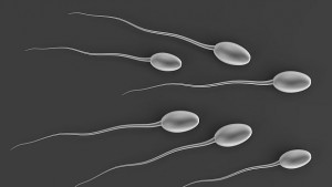 Учени разработиха магнитна сперма