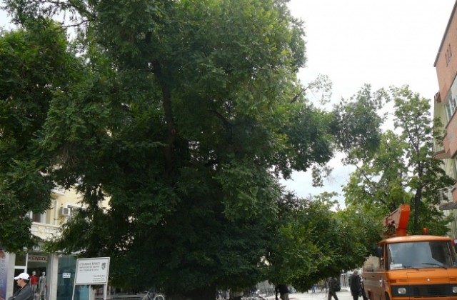 Обследват Стария бряст