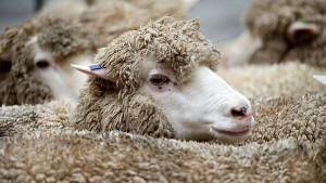 Дешифрираха генома на овцата