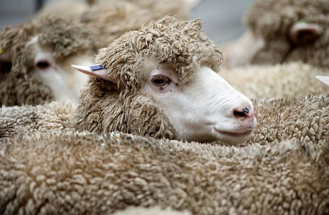 Дешифрираха генома на овцата