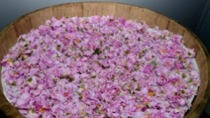 Изложбата С ухание на казанлъшка роза в Стара Загора гостува