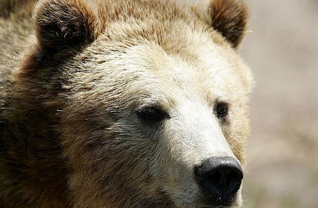 Режат мераците на страстен пиринейски мечок
