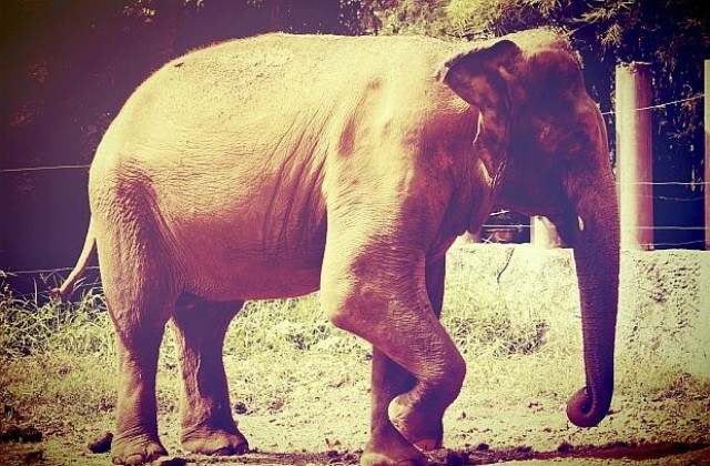 Диета и тренировки за 3500-килограмова бременна слоница