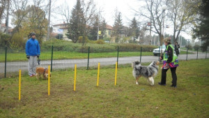 Обучават безплатно кучета в Аспарухово