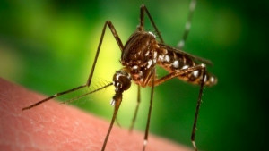 Пръскат срещу комари в паркове и градинки