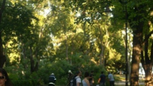 Дърво в Морската градина падна и рани трима души