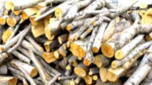 Бдителни хора попречиха на крадци на дърва