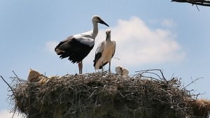 Съвременното земеделие лишава щъркелите от места за хранене