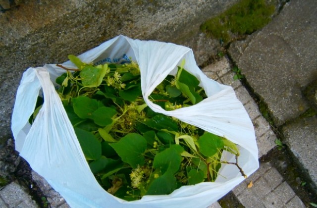 Конфискуваха 10 чувала липов цвят в Дупница, даряват го на детските градини