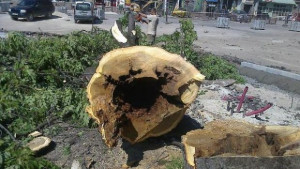 Премахване на дървета в кръстовище Консултативна поликлиника