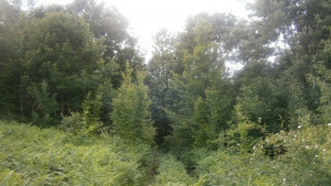 След серия от скандали обявиха конкурс за директор на парк