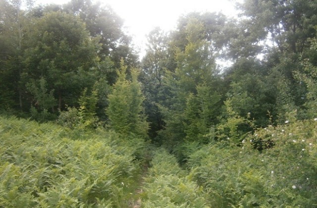 След серия от скандали обявиха конкурс за директор на парк Българка