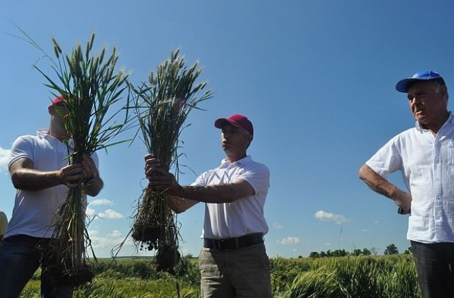 Обстановката в Украйна може да вдигне цената на българското жито