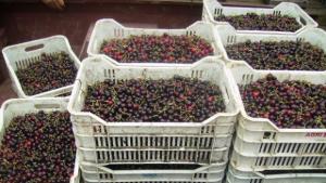 Късната череша стартира с цена от 90 ст по пунктовете