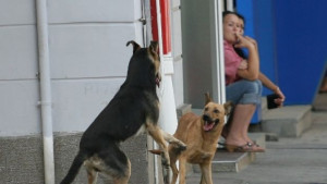 Бездомни кучета нападнаха дете в столицата