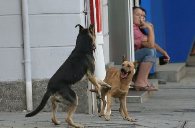 Бездомни кучета нападнаха дете в столицата