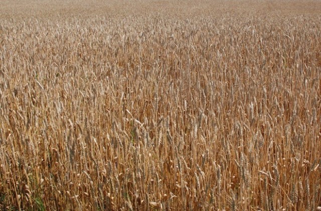 Трудна жътва прогнозира заместник- министър на земеделието