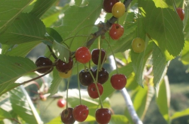 Дъжд, гръмотевици и температури до 23 градуса в понеделник