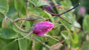 Прогнозират пониска изкупна цена на розовото масло