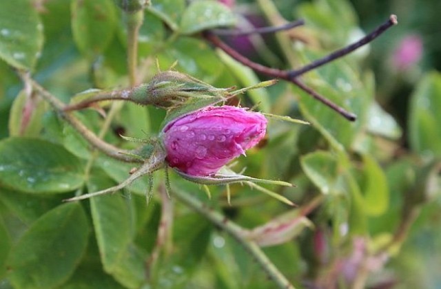 Прогнозират по-ниска изкупна цена на розовото масло