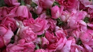 С 10 повече розово масло е произведено тази година