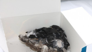 Три лястовичета оцеляха като по чудо след като паднаха заедно