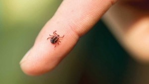Какво да правим при ухапване от кърлеж