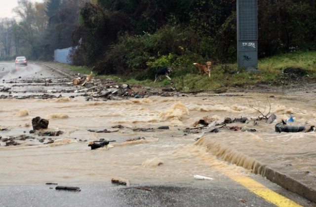 Наводнени мази и паднали дървета след пороя вчера