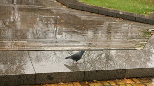 Улиците в Стара Загора са почистени след дъждовете
