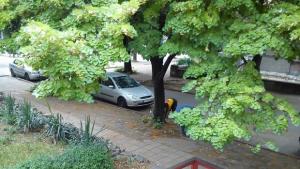 Роми събират и продават нападалия по земята липов цвят