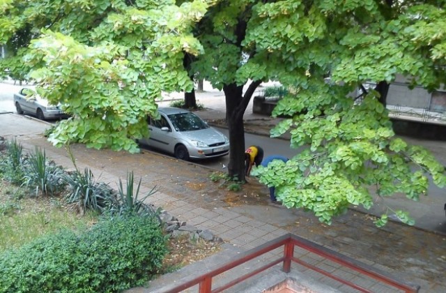 Роми събират и продават нападалия по земята липов цвят