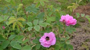 Розопроизводители и розопреработватели на среща в Казанлък