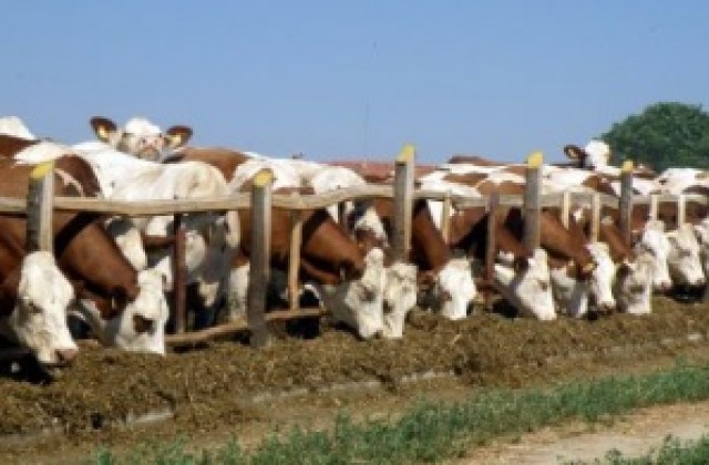 Немски инвеститор ще създава ферма за 500 крави в Пордим