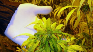 Канабис в саксии отглеждал мъж в Севлиево