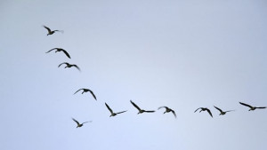 Създават вдъхновени от птиците безпилотни летателни апарати