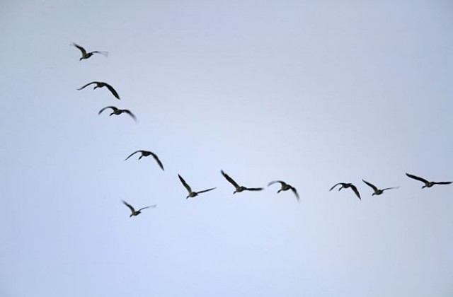 Създават вдъхновени от птиците безпилотни летателни апарати