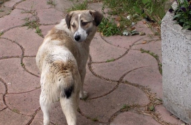 Неизвестен избива кучетата във Видин