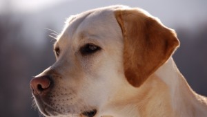 Планински спасители с кучета пристигат в Аспарухово