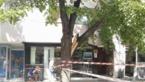 Силният вятър повали дървета във Варна